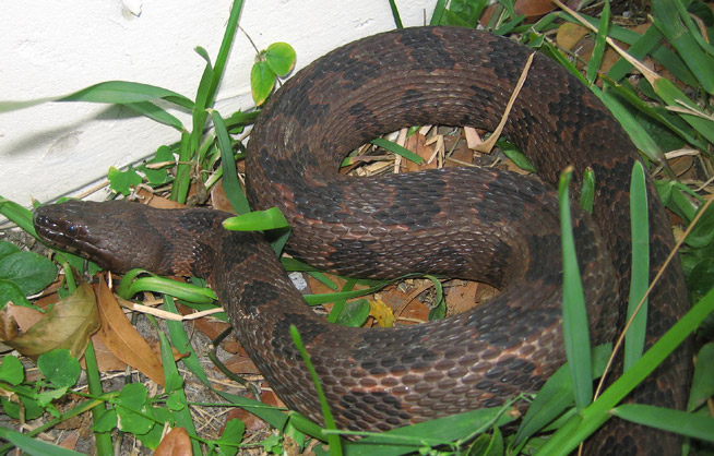 northern brown water snake trapped