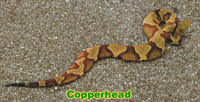 copperhead snake fangs