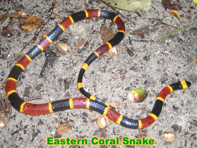 coral snake bite pattern