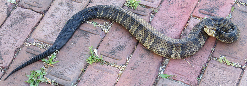 baby water moccasin