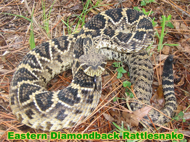 eastern diamondback habitat