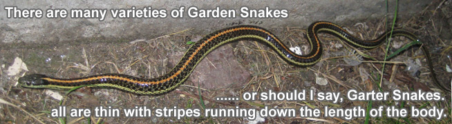 Garden Snake Information Facts Gardener Snake