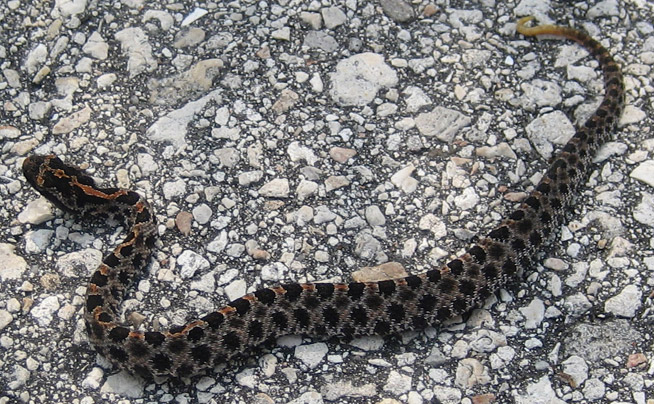 rattlesnake poop
