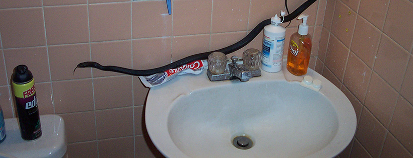 How to snake your bathroom sink. 