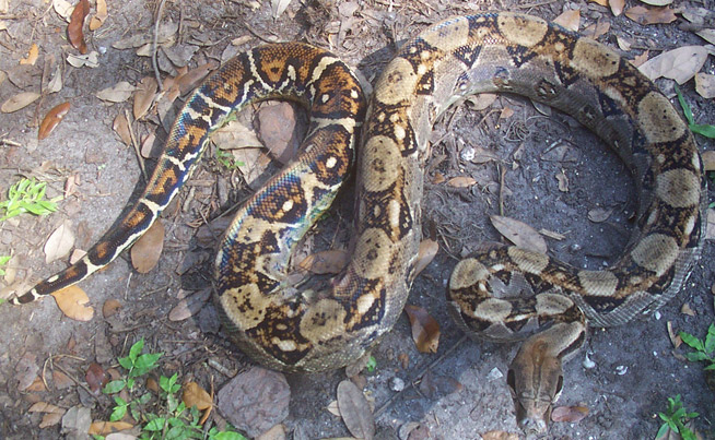 Florida Scarlet Snake Diet