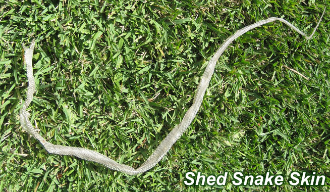 Free Service Shed Snake Skin Identification