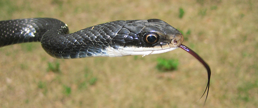 Do snakes have ears? - Can snakes taste, smell, and hear?