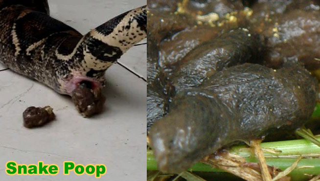 does dog poop keep snakes away