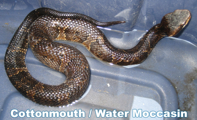 baby brown water snake