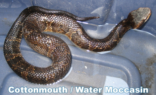 Baby Water Moccasin Texas