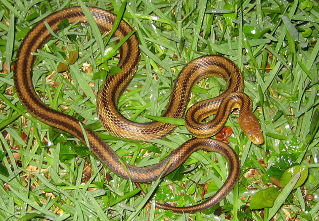 Yellow Rat Snake Information Facts